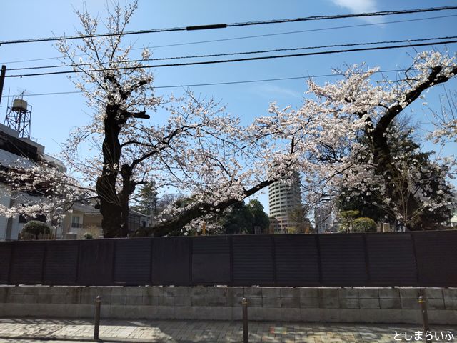 東通り 桜