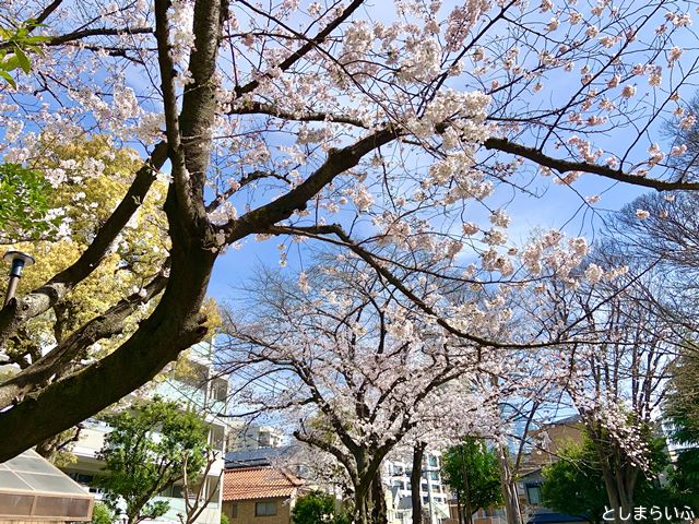 上り屋敷公園 桜の木