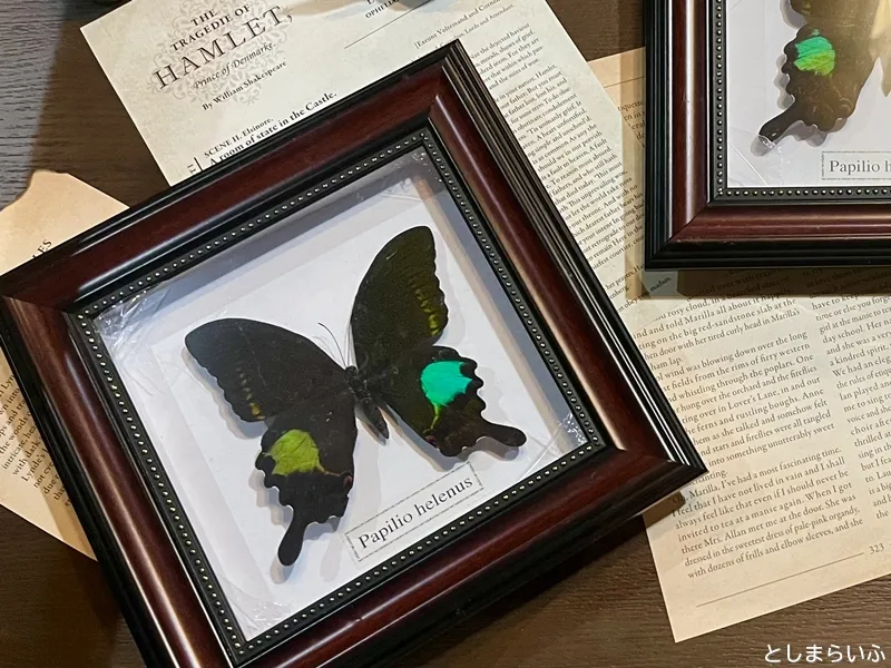 フェアリーノート fairynote 蝶の標本