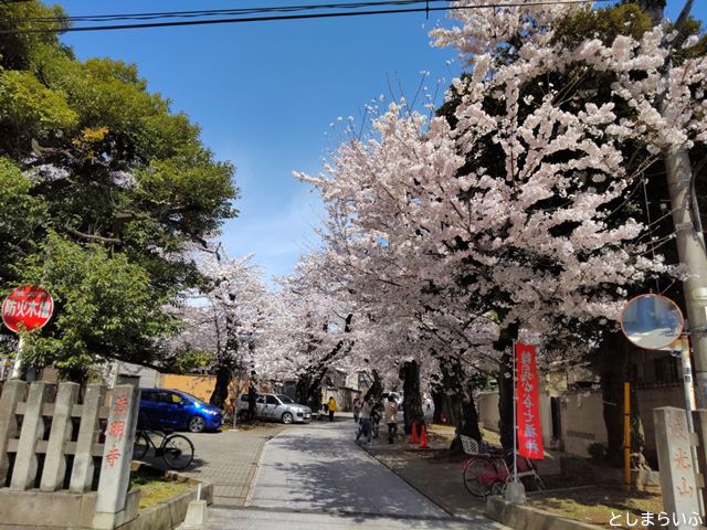 豊島区 法明寺 桜