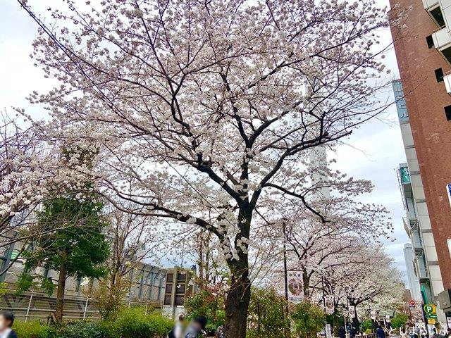 池袋駅前公園 桜
