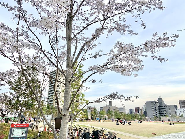 イケサンパーク 桜 お花見