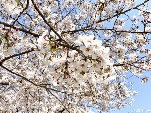 南池袋公園　咲き誇る桜