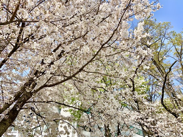 南池袋公園　春の桜