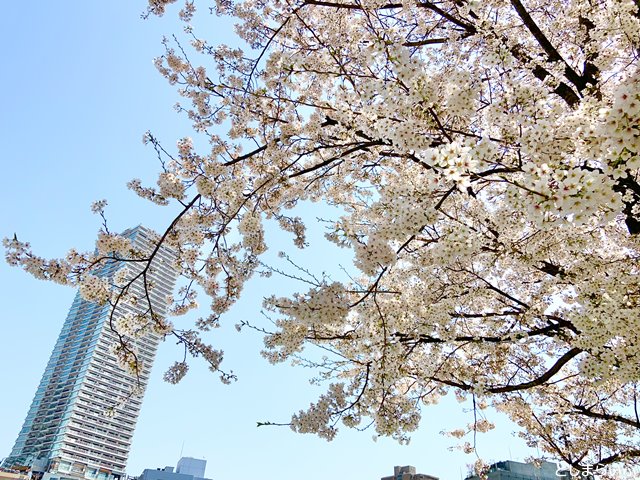 南池袋公園　桜の枝