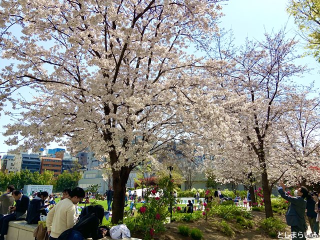 南池袋公園 桜が満開