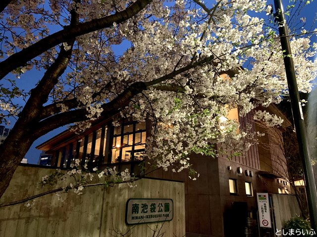 南池袋公園 グリーン大通り側の夜桜