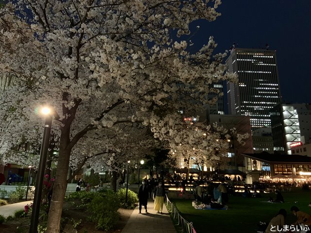 南池袋公園 夜桜