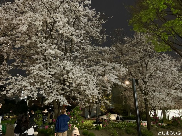 南池袋公園 満開の夜桜