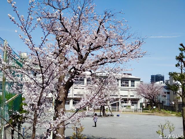 みらい館大明 校庭の桜