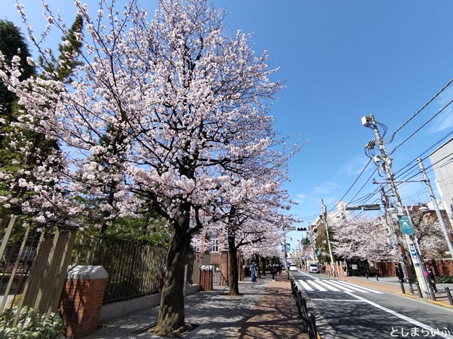 立教通り 桜