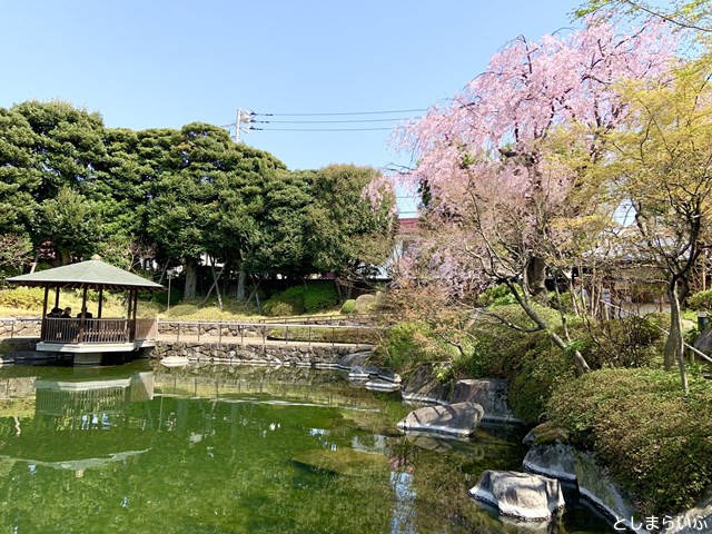 目白庭園 桜